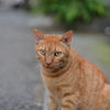 私の街の猫さんです♪