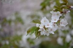 葉桜