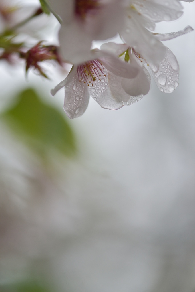 春長雨