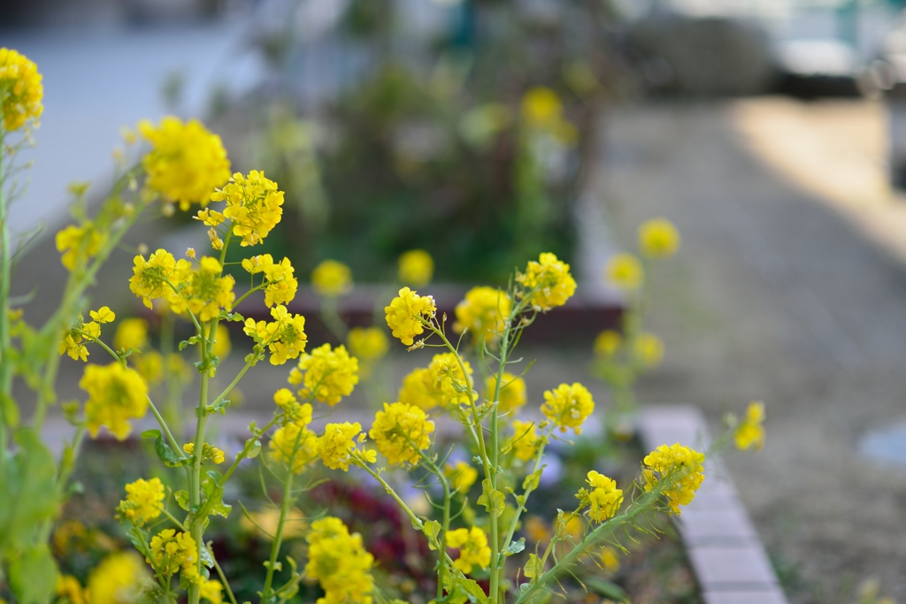 あっちこっち♪小学菜の花(*^_^*)