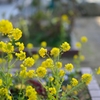 あっちこっち♪小学菜の花(*^_^*)