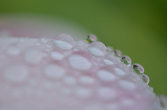 チュリップと雨雫