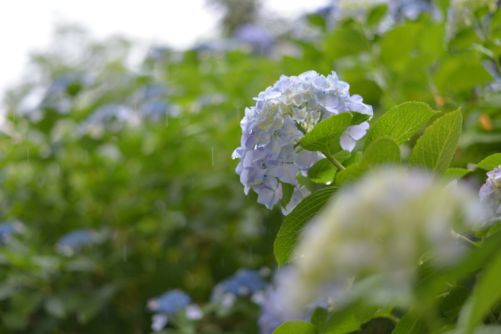 優しい雨♪