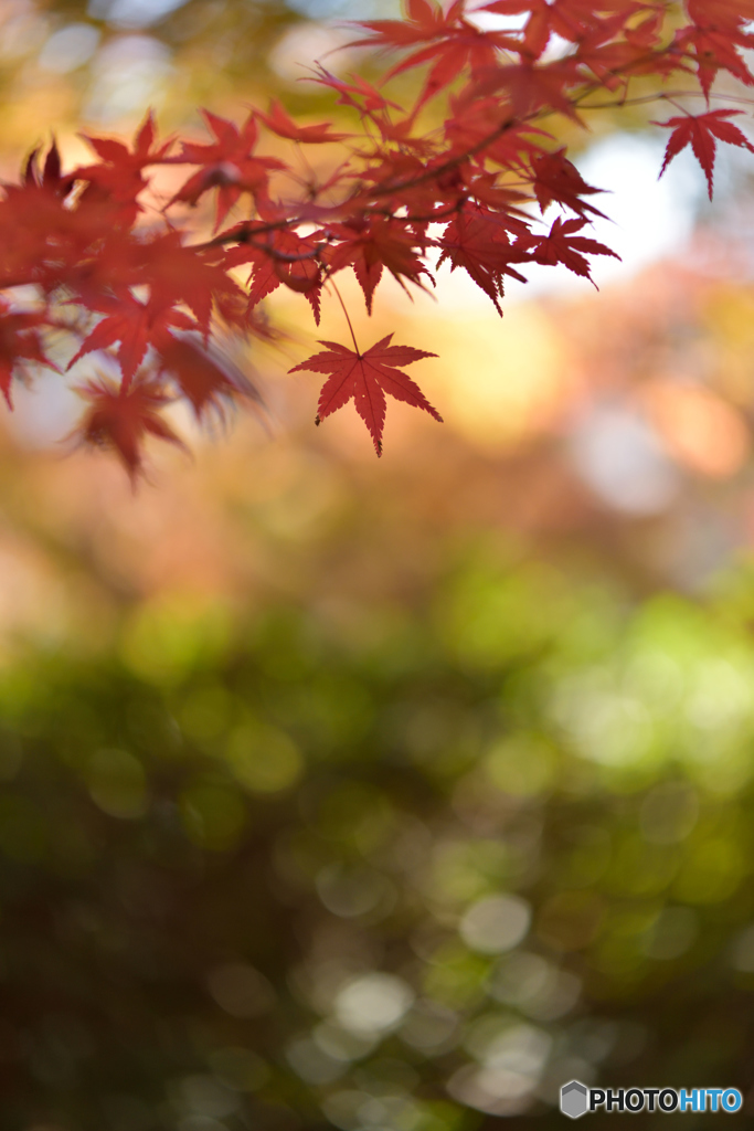 私の心は秋模様...Mu～♪
