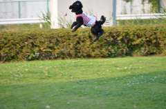 ジャンプ！高くジャンプするよ！