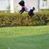 ジャンプ！高くジャンプするよ！