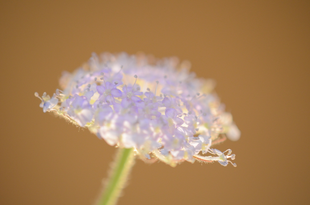 光上の花♪