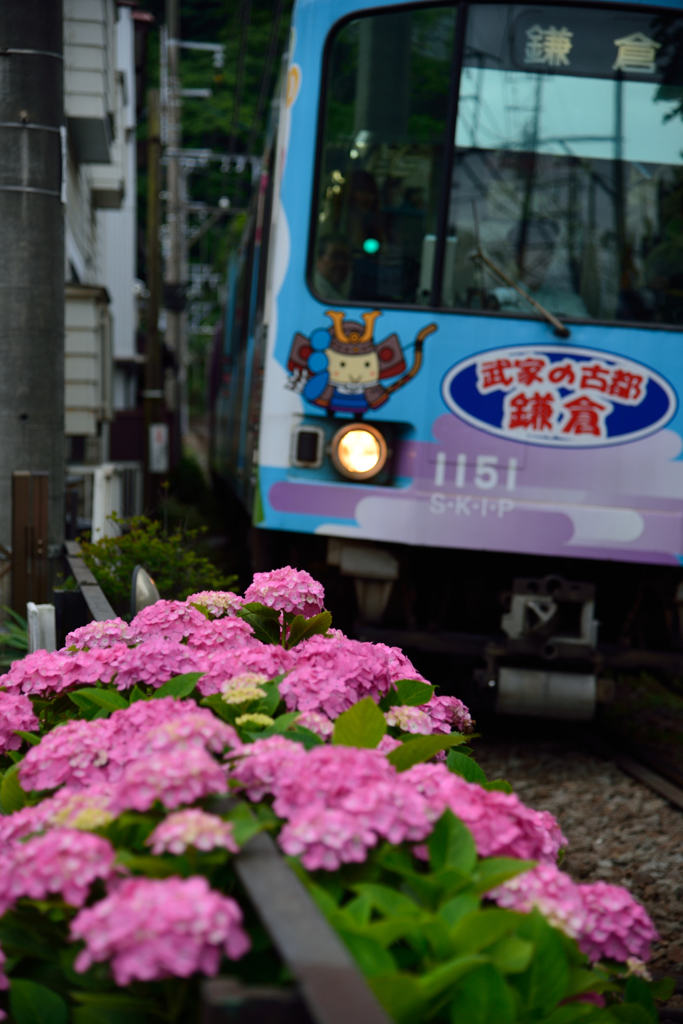 紫陽花電車　江ノ電