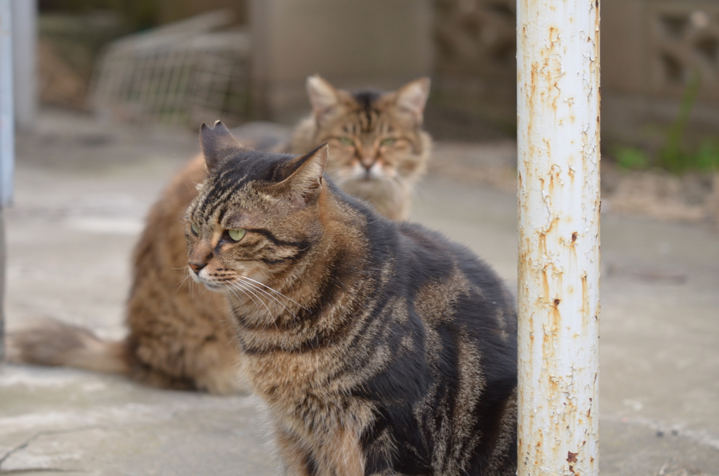 Stray Catsの日常