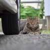 猫目線
