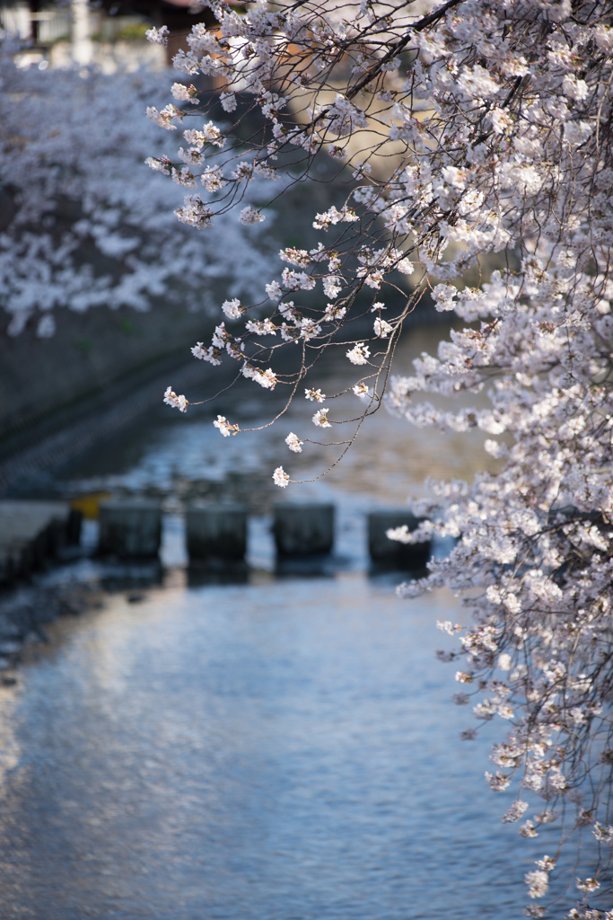 大岡川