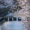 大岡川