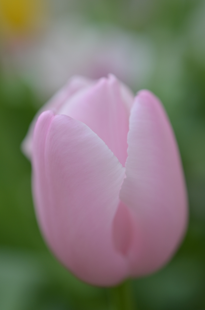 我が家の桜チュー♪