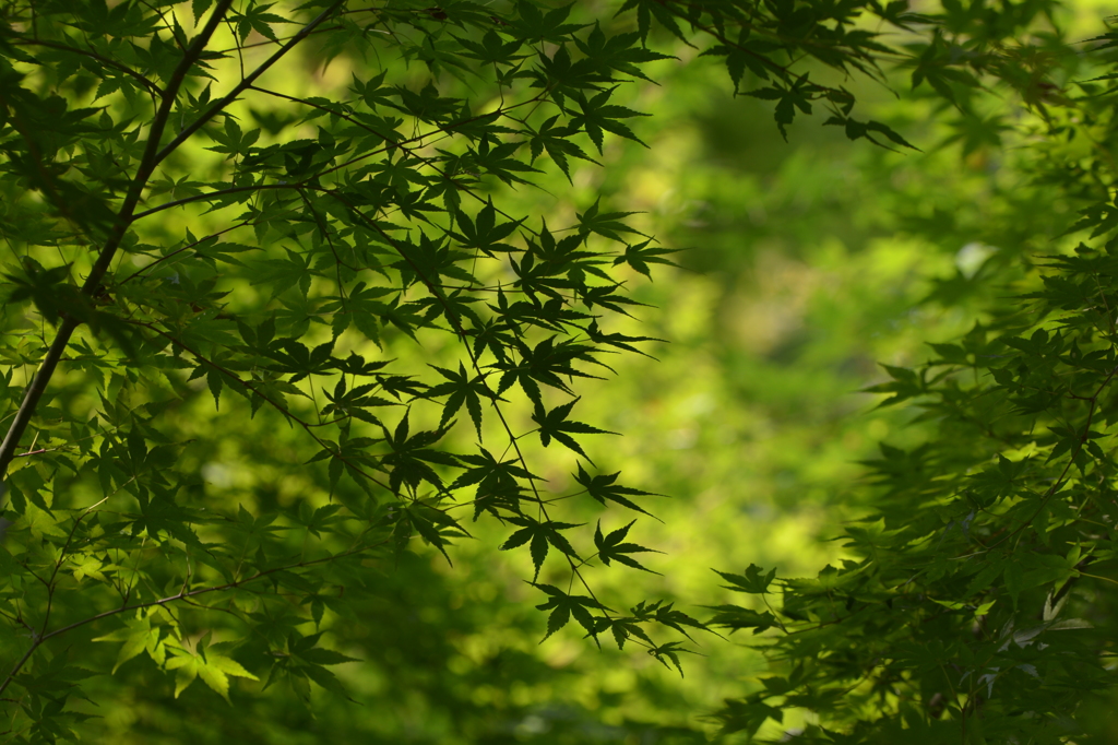 緑に満ちた場所