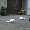 梅雨バテ族