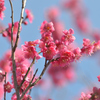 梅林小学校　梅の花