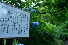 花の寺　明月院