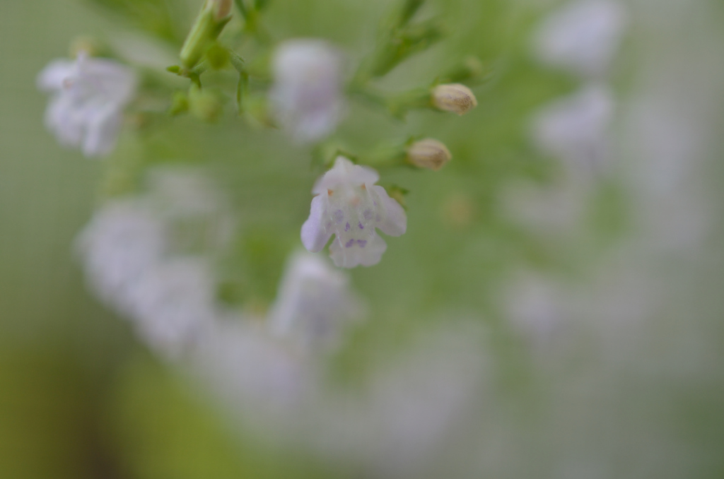 人面花？