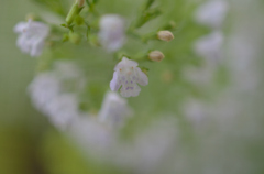 人面花？