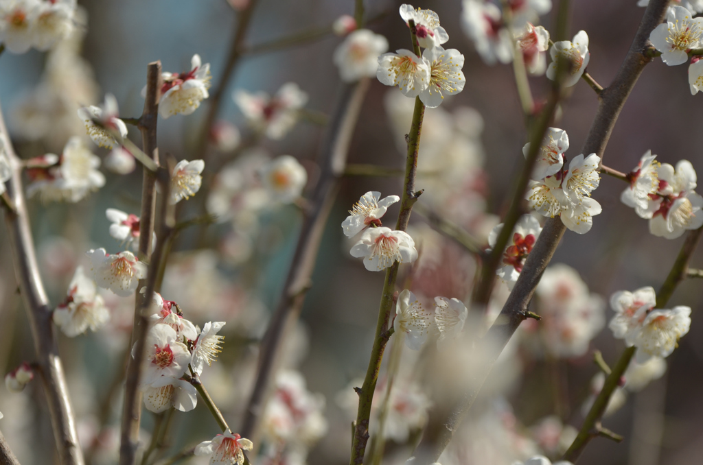 学校の花も梅です