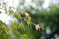雨、雨