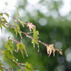 雨、雨