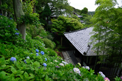 長谷寺　経蔵と紫陽花