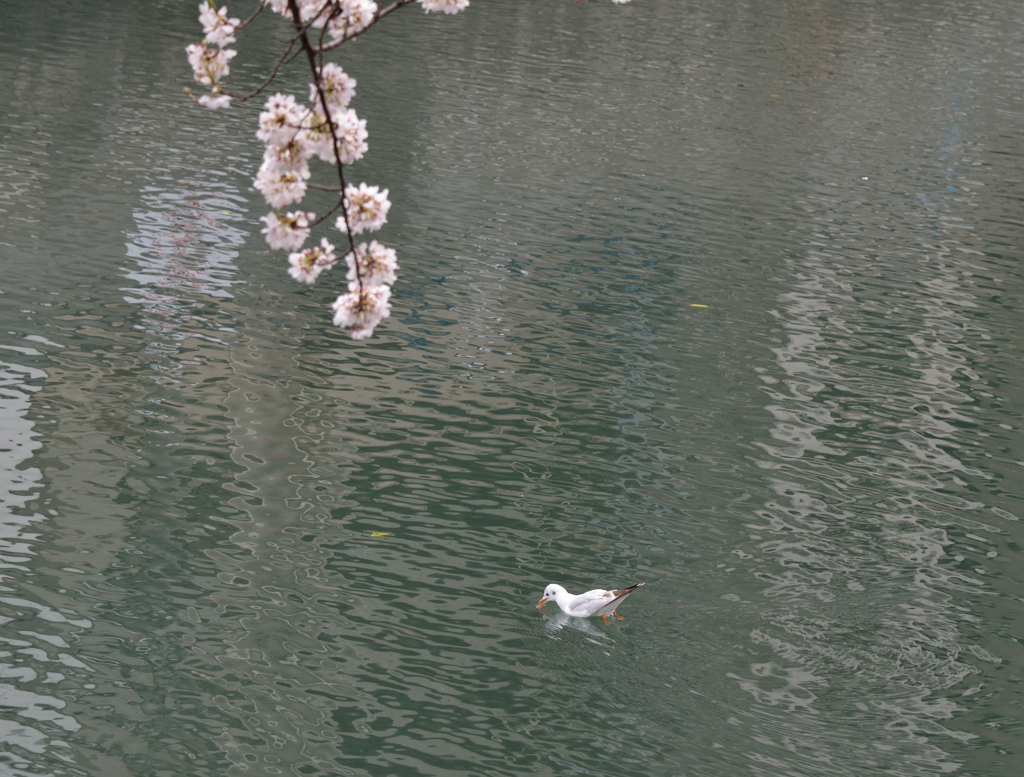 花より団子！