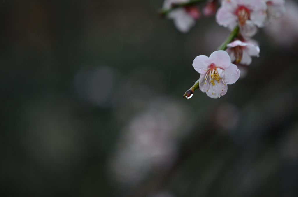 春遠寒雨...