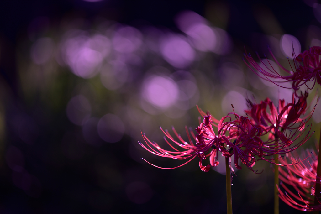 曼珠沙華