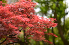 春の紅葉