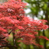 春の紅葉