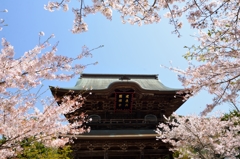 建長寺と桜