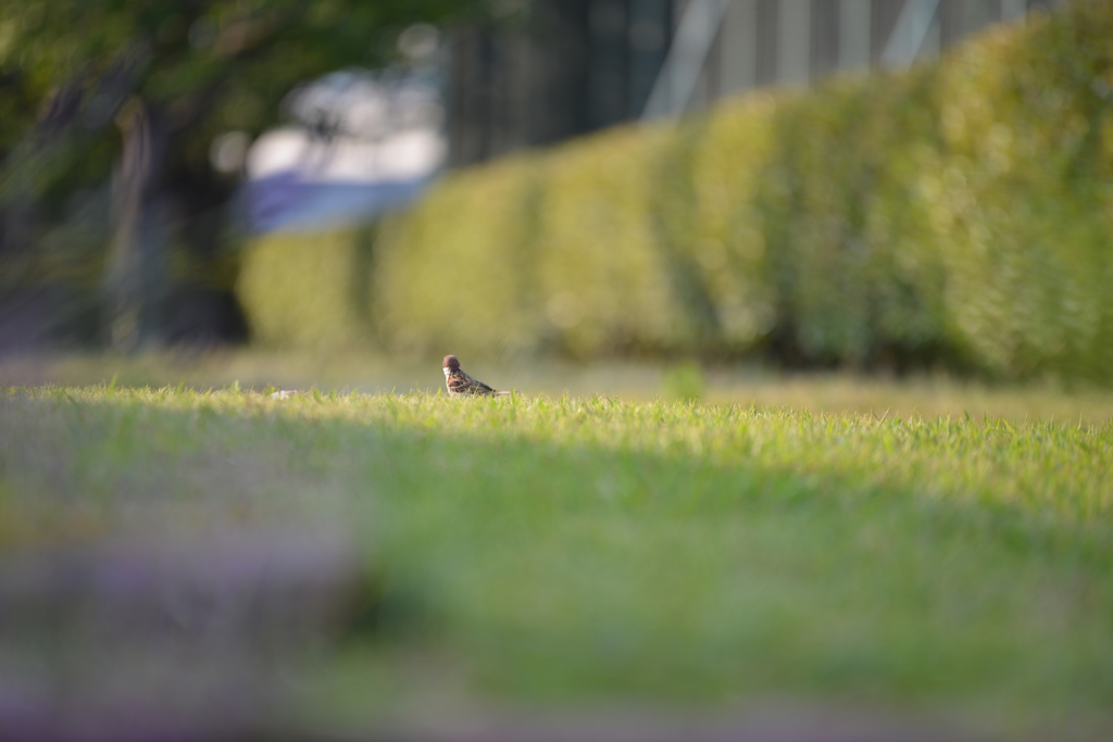 咄嗟の鳥ん撮る！