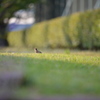 咄嗟の鳥ん撮る！