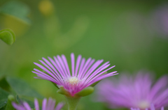 秋の紫花火(,,・e・)pー━*＊※*⌒*