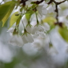 春の長雨