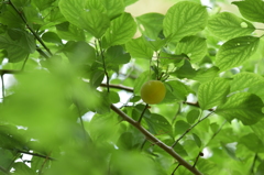 梅雨　梅曇　梅晴