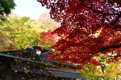 日本の秋　再び