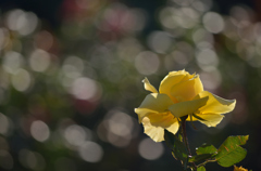 山下公園　薔薇