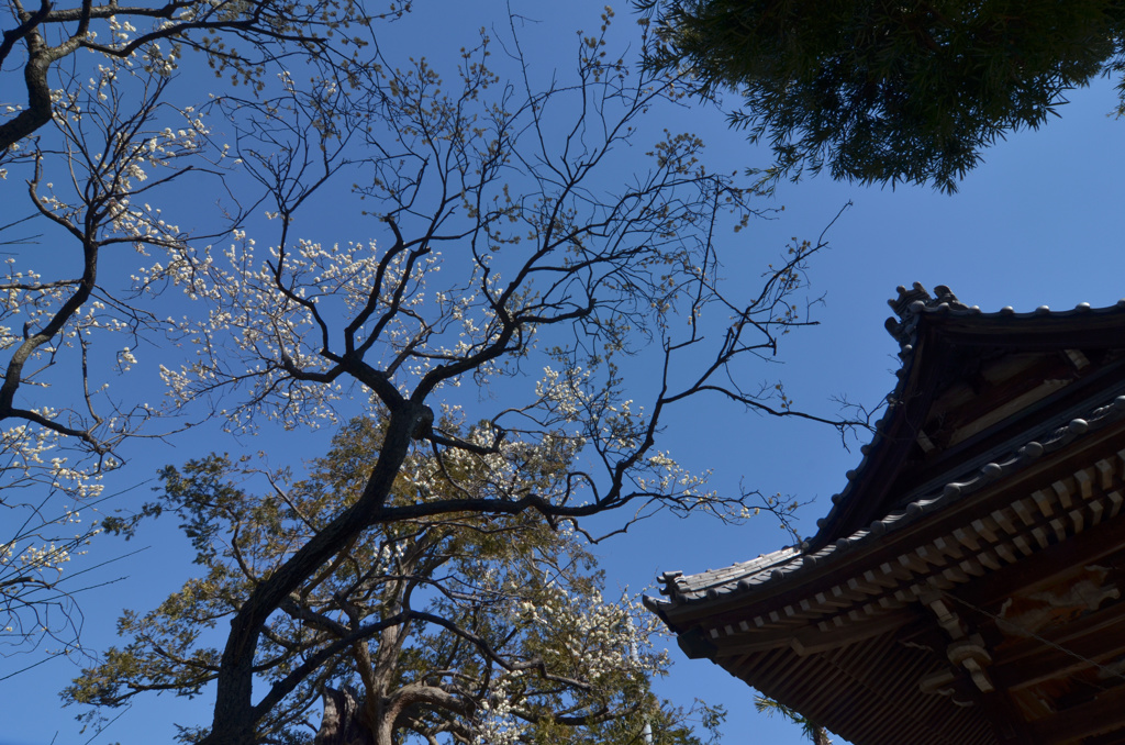 杉田　妙法寺の梅