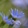 Royalblue