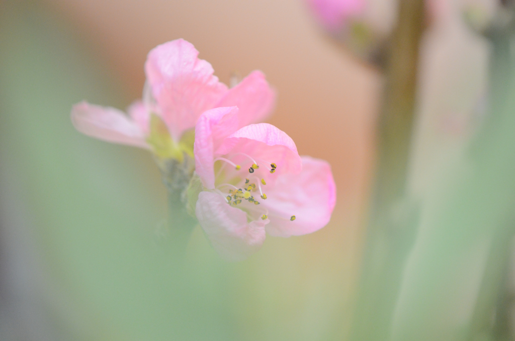 お花をあげましょ 桃の花♪