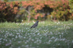 咄嗟じゃない鳥ん撮る♪