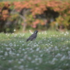 咄嗟じゃない鳥ん撮る♪