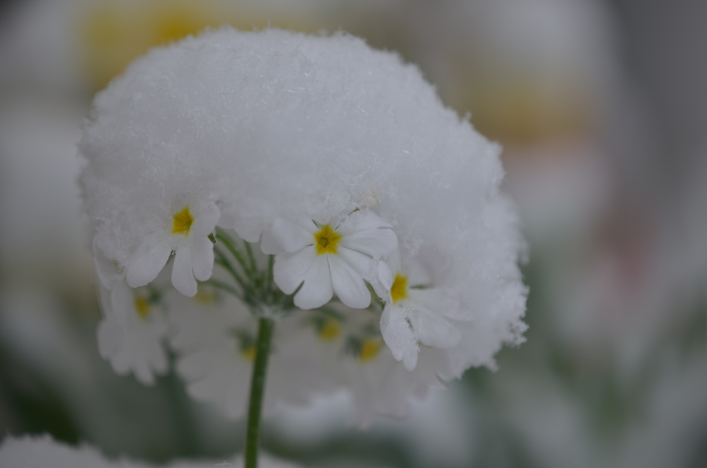 輝いた愛ちゃんに雪の王冠を♪