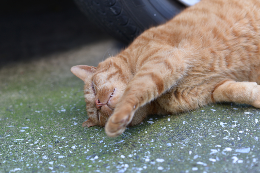 うぐ～！もうダメ...誰か猫の手、貸して～