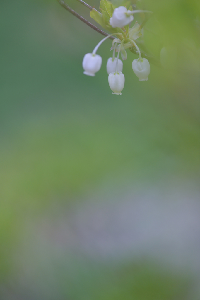  Green Wind♪