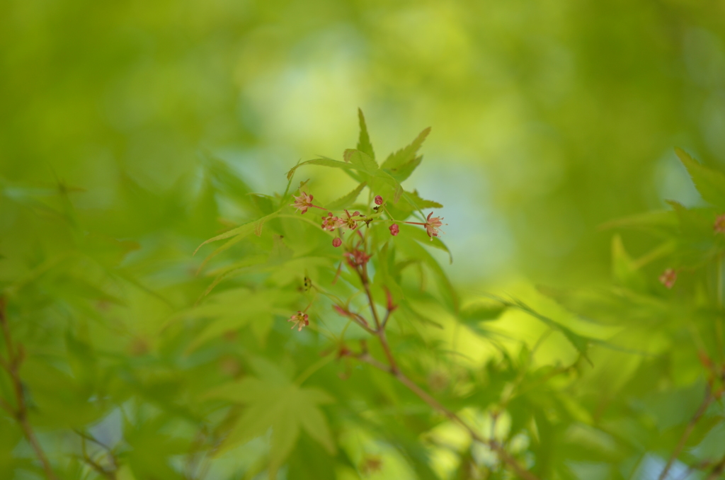 もみじの花♪