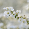 雪柳　五
